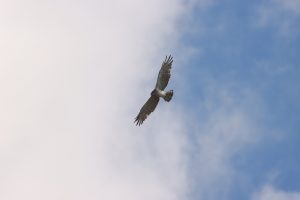 Circaetus gallicus Buzau