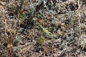 acrida ungarica buzau (2)