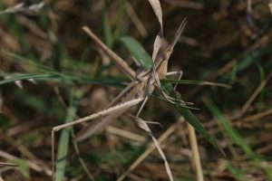 acrida ungarica buzau