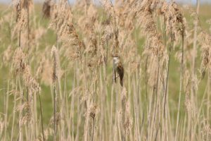 acrocephalus arundinaceus – lăcar mare buzau