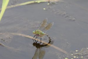 anax imperator buzau