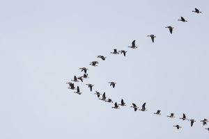 anser albifrons gârliţă mare buzau (2)