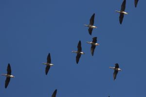 anser albifrons gârliţă mare buzau