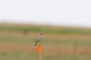 anthus campestris fâsă de câmp buzau