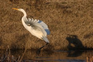 ardea alba egretă mare buzau
