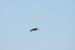 ardea purpurea – stârc roșu buzau