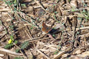 aricia agestis buzau