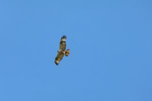 buteo rufinus Şorecar mare buzau (2)