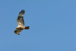 buteo rufinus Şorecar mare buzau