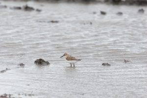 calidris minuta fugaci mic buzau