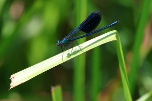 calopteryx splendens buzau