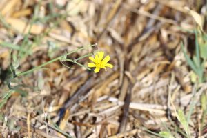 chondrilla juncea buzau