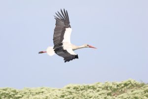 ciconia ciconia barză albă buzau (2)