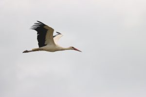 ciconia ciconia barză albă buzau