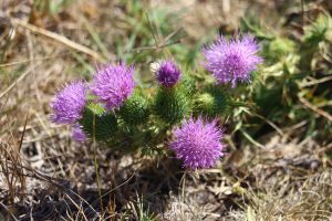 cirsium vulgare buzau