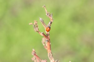 coccinella septempunctata buzau