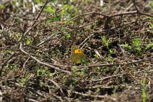 colias croceus buzau