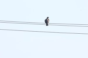 columba palumbus – porumbel gulerat buzau