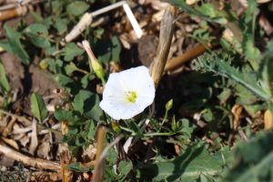 convolvulus arvensis buzau