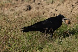 corvus frugilegus cioară de semănătură buzau