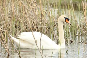cygnus olor lebădă de vară buzau