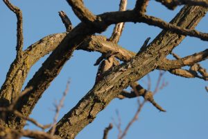 dendrocopos syriacus ciocănitoare de grădini buzau