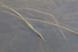 erythromma viridulum buzau