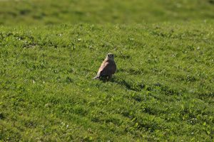 falco tinnunculus vânturel roşu buzau
