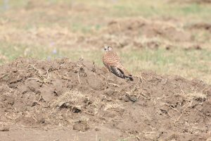 falco tinnunculus – vanturel rosu buzau