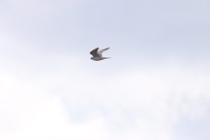 falco vespertinus vânturel de seară buzau (2)