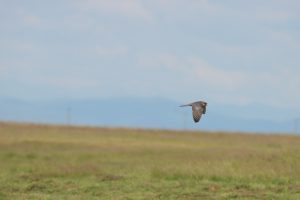 falco vespertinus vânturel de seară buzau