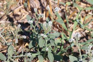 Helliotropium europaeum Buzau