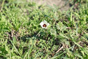 hibiscus trionum buzau