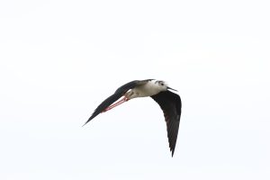 himantopus himantopus piciorong buzau