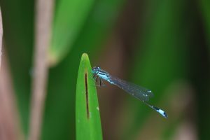 ischnura elegans buzau