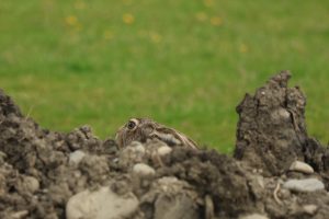 lepus europaeus iepure de câmp buzau (2)