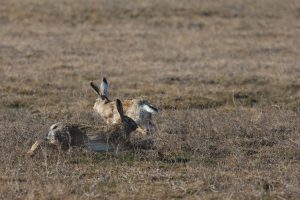 lepus europaeus iepure de câmp buzau