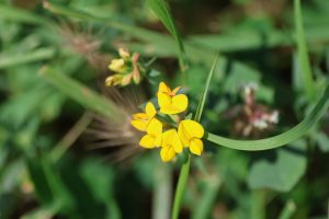 lotus corniculatus buzau