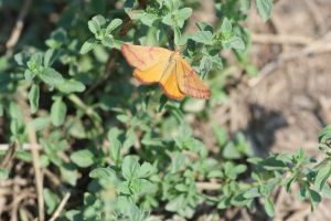 lythria purpuraria buzau