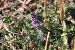 mentha pulegium buzau