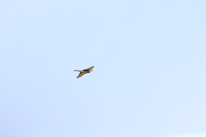 merops apiaster prigorie buzau