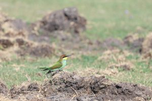 merops apiaster – prigorie buzau (2)
