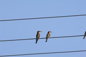 merops apiaster – prigorie buzau