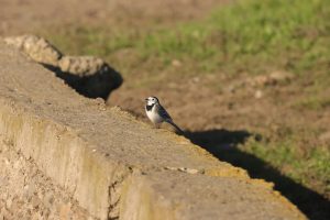 motacilla alba – codobatură albă buzau