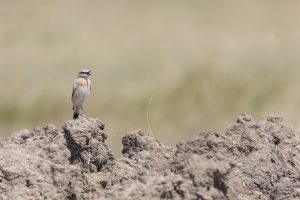 oenanthe oenanthe – pietrar sur buzau
