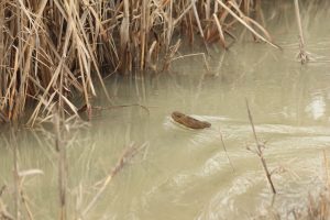 ondatra zibethicus bizam buzau
