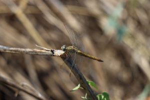orthetrum coerulescens buzau (2)