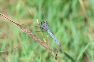orthetrum coerulescens buzau