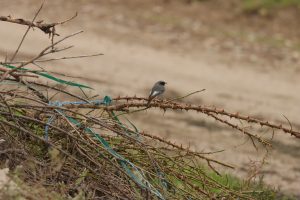 phoenicurus ochruros codroş de munte buzau