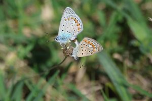 plebejus argus buzau (2)
